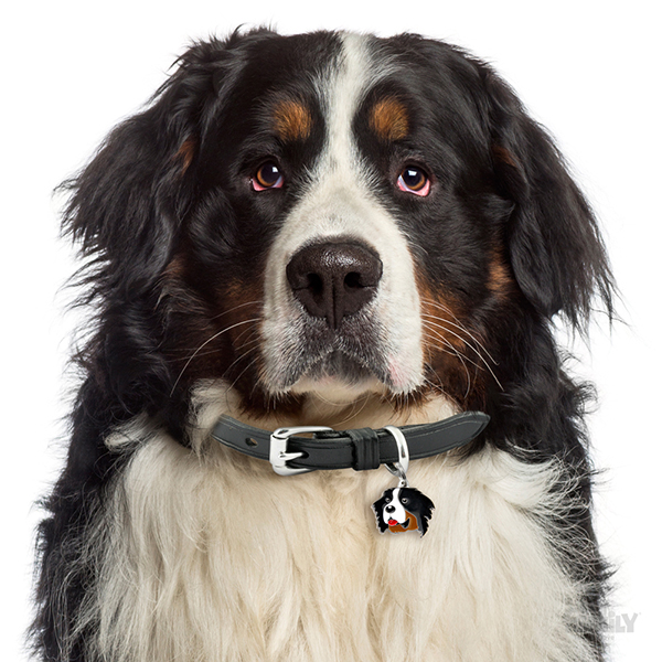 0027288_berner-dog-tag