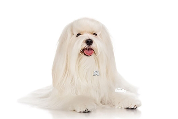 0029593_maltese-dog-tag_400