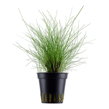 Eleocharis parvula Photo Plante